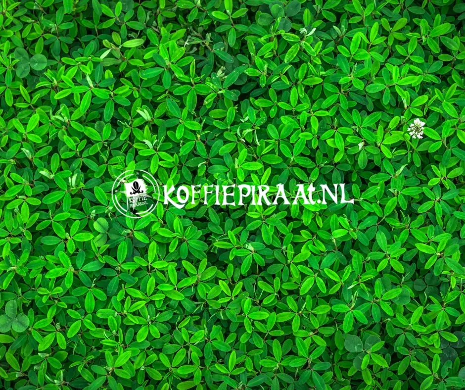 Sustainable Entrepreneurship at KoffiePiraat